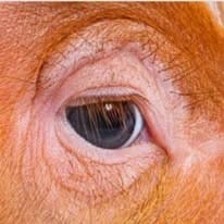 In A Pig's Eye